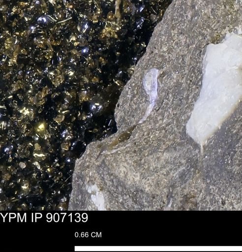 undet. Mollusca
