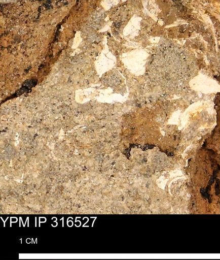 undet. Mollusca