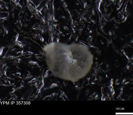 undet. Foraminiferida