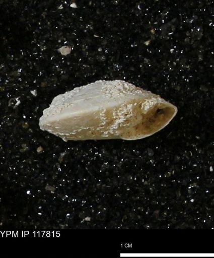 Poecilozonites bermudensis sieglindae