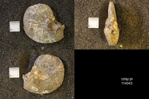 Hoploscaphites nicolletii