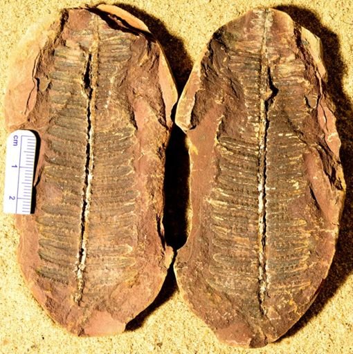 Pecopteris