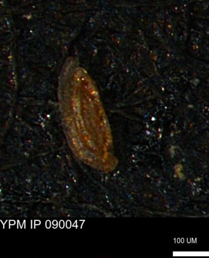 Miliammina cf. sproulei