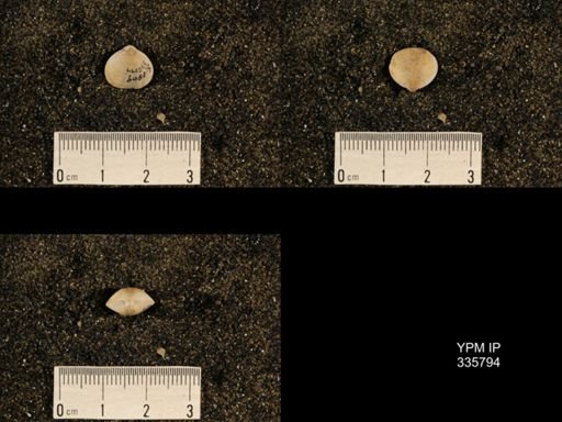 Enteletes hemiplicata
