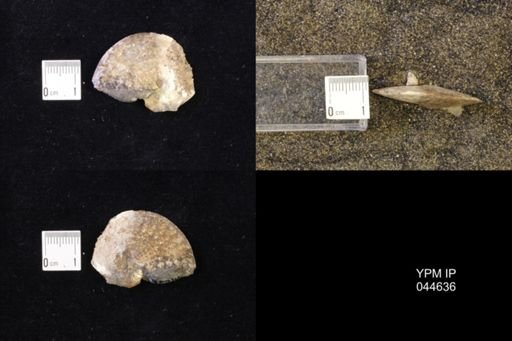 Sphenodiscus lenticularis