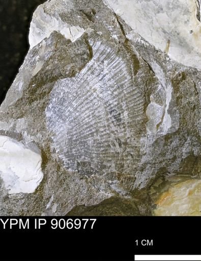 Oxytoma (Hypoxytoma) nebrascana
