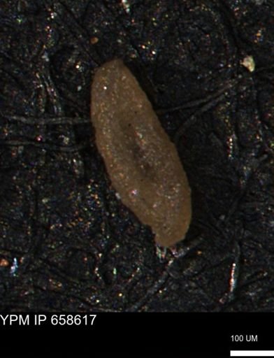 Miliammina manitobensis