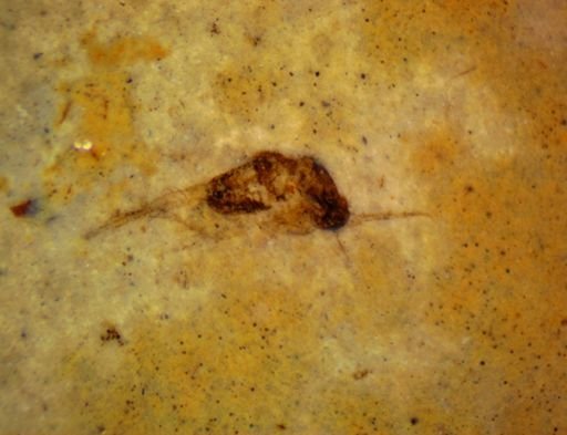 undet. Hexapoda