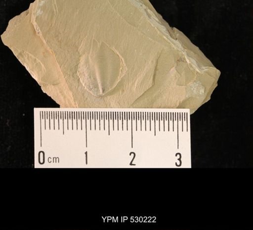 Elrathia kingi