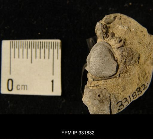 undet. Phacopida