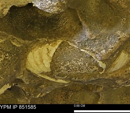 Limopsis striatopunctatus