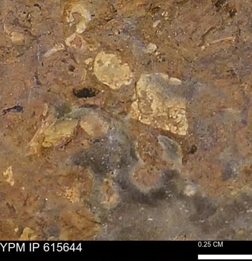undet. Mollusca