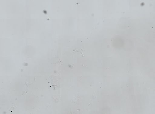 Holothuroidea