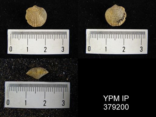 Atrypa reticularis
