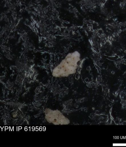 undet. Foraminiferida