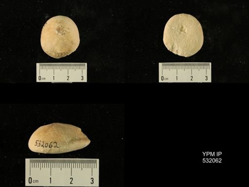 Rhyncholampas gouldii