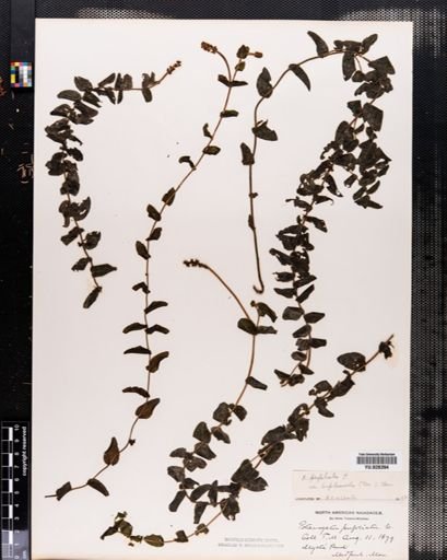 Plantae