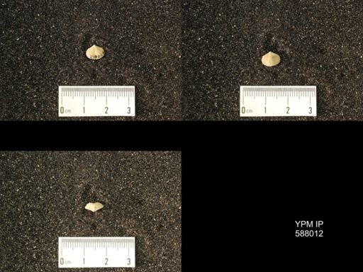 Zygospira cincinnatiensis