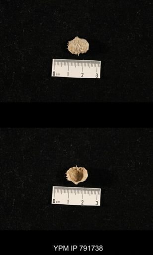 undet. Brachiopoda