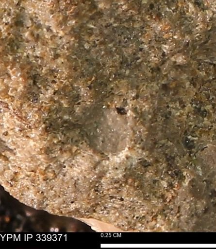 undet. Mollusca