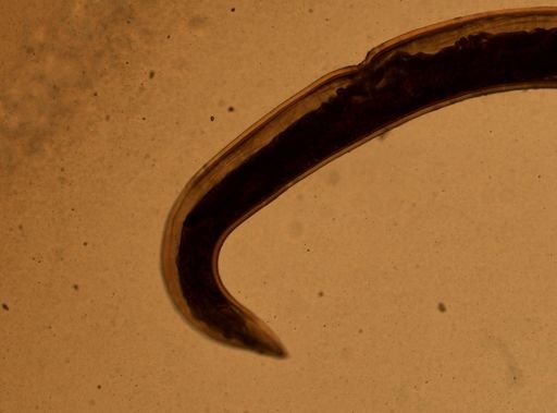 Ancylostoma caninum