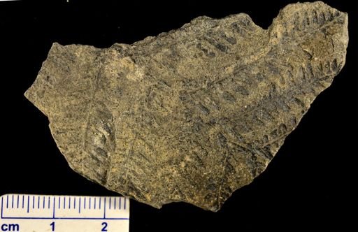 Pecopteris
