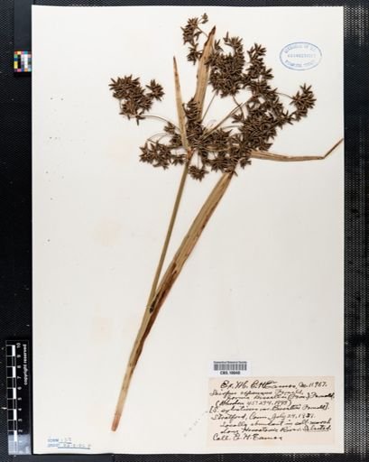 Scirpus expansus