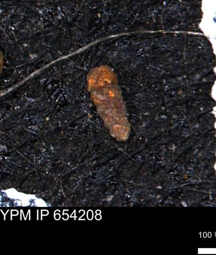 Verneuilinoides hectori