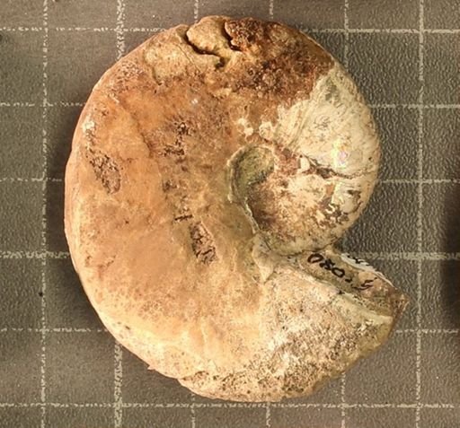 Hoploscaphites nicolletii