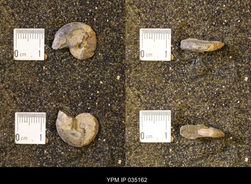 Discoscaphites rossi