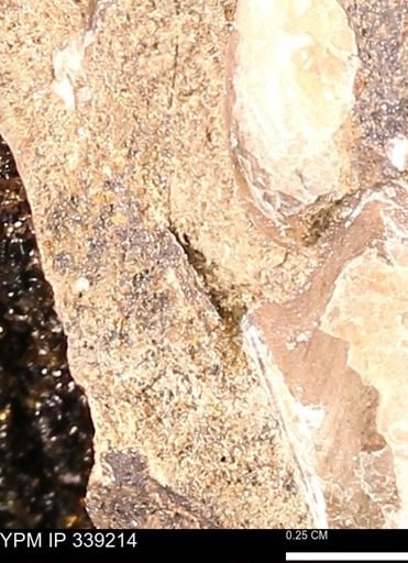undet. Mollusca