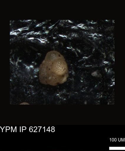 undet. Foraminiferida