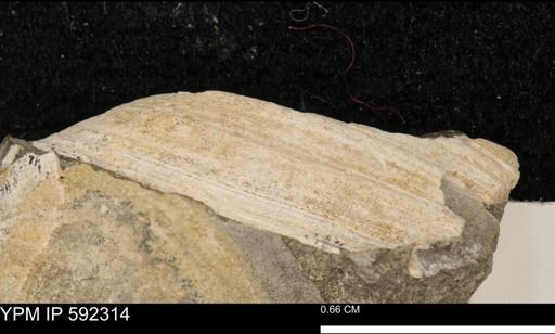 Cucullaea sp.