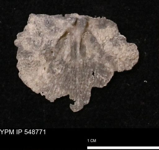 Stropheodonta perplana