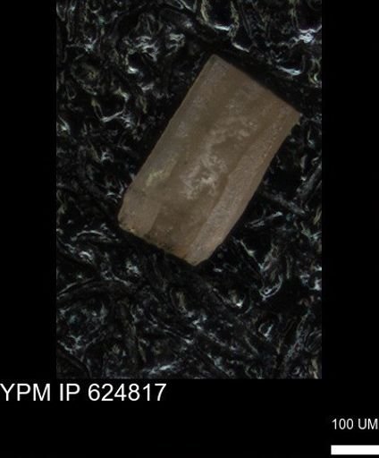 undet. Echinoidea