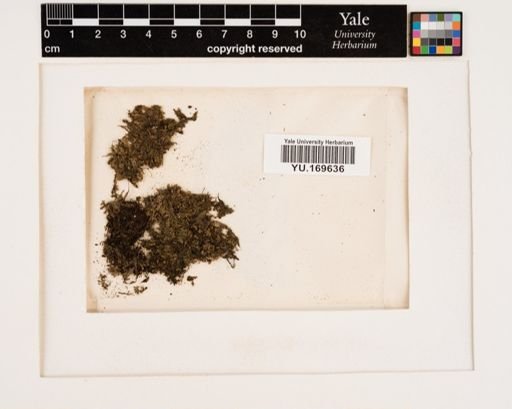 Plantae