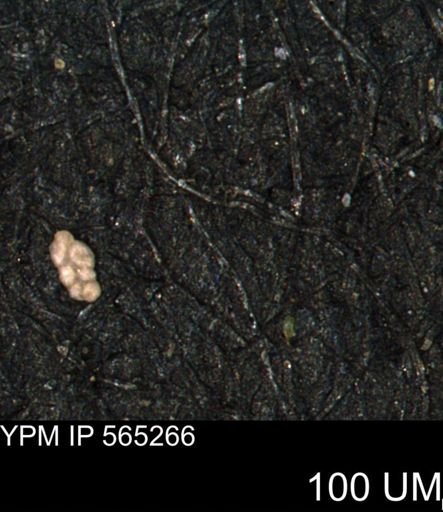 Spirolocammina planula