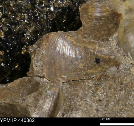 Protocardia subquadrata