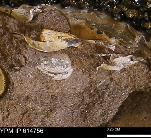 undet. Bivalvia