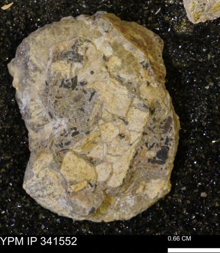Scaphites sp.