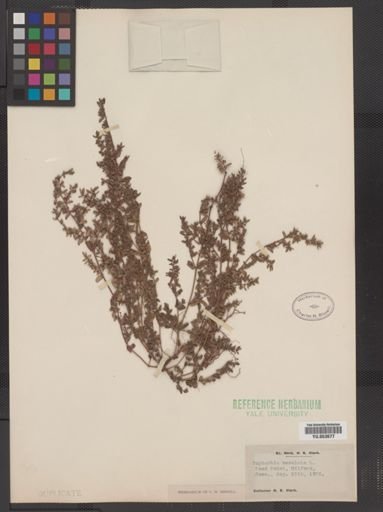 Euphorbia maculata