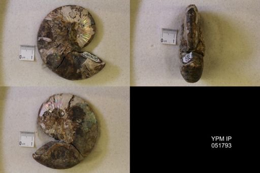 Hoploscaphites nicolletii