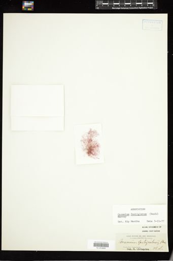 Ceramium fastigiatum