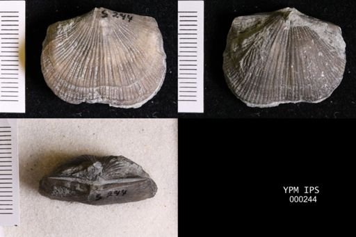 Glyptorthis insculpta