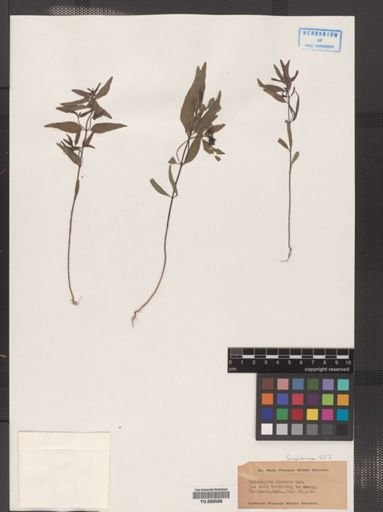 Melampyrum lineare