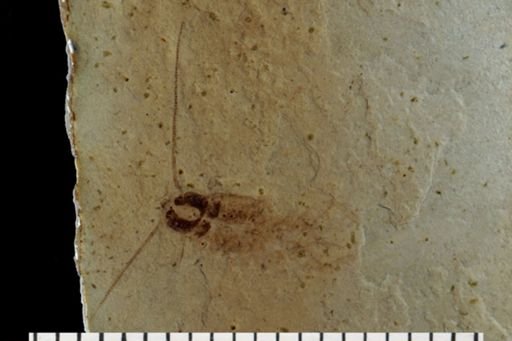 Blattodea?