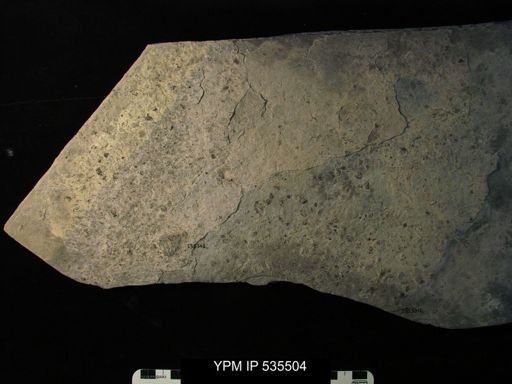 undet. Ostracoda