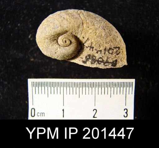 Platyceras sp.