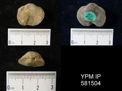 Schizophoria impressa