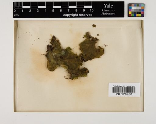 Plantae